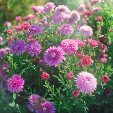 Bland Selv Frø Dobbeltblomstret Kina Aster Blomsterfrø
