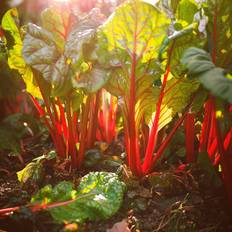 Rhubarab Chard Bladbede
