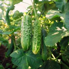 Marketmore Agurk