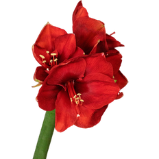 Julblommor Snittblommor Interflora Amaryllis Röd