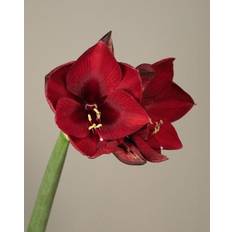 Julblommor Snittblommor Interflora Amaryllis vinröd