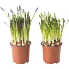 Krukväxter Ikea Muscari Krukväxt Olika Arter 12 cm