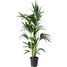 Krukväxter IKEA Howea Forsteriana Krukväxt 24 cm