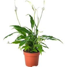 Spathiphyllum Krukväxt Fredskalla 12 cm