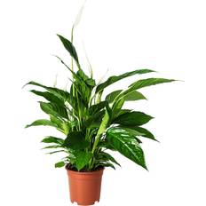 IKEA Spathiphyllum Krukväxt Fredskalla 17 cm