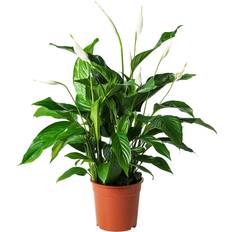 Krukväxter IKEA Spathiphyllum Krukväxt Fredskalla 24 cm
