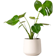 Monstera 50cm