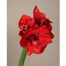 Julblommor Snittblommor Interflora Röd amaryllis