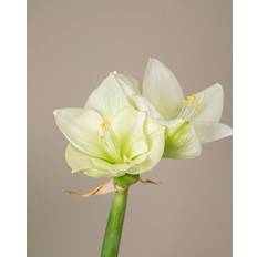 Julblommor Snittblommor Interflora Vit amaryllis