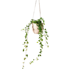 Krukväxter Interflora Murgröna 50-60cm