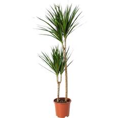Krukväxter IKEA Dracaena Marginata Krukväxt 19 cm Set of 2