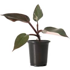 National Plant Network Philodendron Pink Princess 4 in