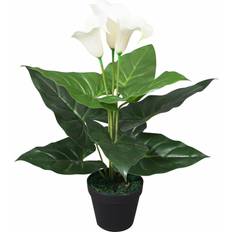 Calla Lily Floor Flowering 45 cm H