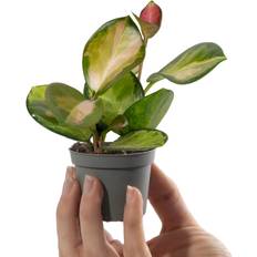 Pots, Plants & Cultivation Hoya Baby Hoya Australis Tricolour 6cm Pot