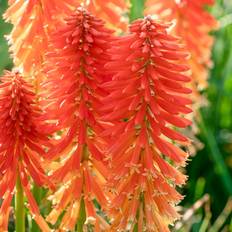 Pots, Plants & Cultivation GardenersDream Kniphofia Poco Sunset 9cm Pot