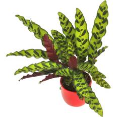 Pots, Plants & Cultivation GardenersDream Calathea Insignis 14cm Exquisite Foliage