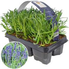 Lavender Angustifolia Garden Plants 6 Pack