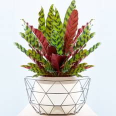 Pots, Plants & Cultivation GardenersDream Calathea Insignis 14cm Exquisite Foliage