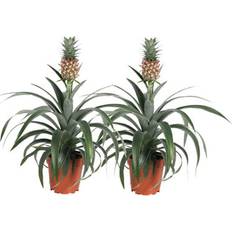 Plant in a Box nanas Mi Amigo Set of 2 ã12cm Height 35-45cm