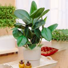 Potted Plants GardenersDream Ficus Robusta Indoor Plant 30-40 cm