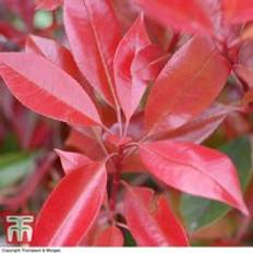 Plants Thompson & Morgan Photinia Fraseri Red Robin 9cm Pot x 1