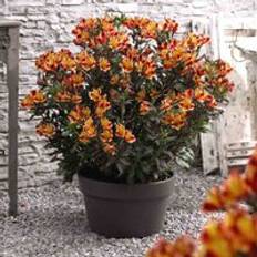 Thompson & Morgan Alstroemeria Indian Summer 50mm Plug x 2