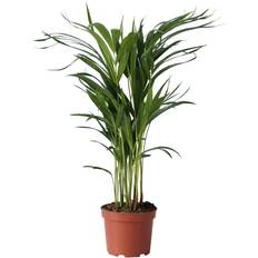 Semi Shady Potted Plants Plant in a Box Dypsis Lutescens Areca Palm 60-70 cm Pot 17 cm
