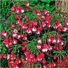 Potted Plants GardenersDream Fuchsia Lady Thumb Size 3 Litre Pot 20-40 cm