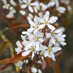 Ornamental Trees on sale Thompson & Morgan Amelanchier 3.5 Litre Potted Plant X 1