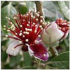 Pineapple Guava 3L Pot