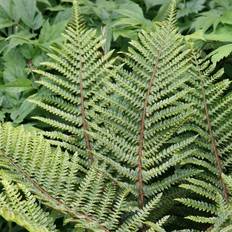 Potted Plants on sale Japanese Tassel Fern Polystichum 2L Pot