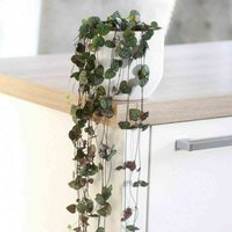Pots, Plants & Cultivation Thompson & Morgan String of Hearts Ceropegia Woodii 8 cm Pot x 1