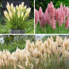 You Garden Pampas Grass Collection Pot 9cm 3 Pack