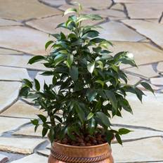 Dream Ficus Danielle 12 cm