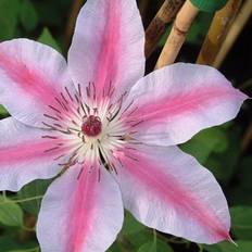 Pink Potted Plants Clematis Nelly Moser Pink Flowering Vine 60cm Cane 3L