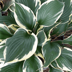 Potted Plants Hosta Patriot Plantain Lily Hardy Pot
