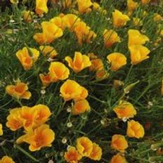 Flower Seeds on sale Thompson & Morgan Eschscholzia Mexicana Sun Shades 1 Seed Packet