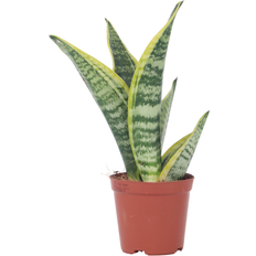 Pots, Plants & Cultivation Plant in a Box Snake Height 30-40 cm Pot 12 cm