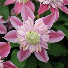 Pink Potted Plants Josephine Pink Flowering Vine Climbing Pot 60 cm Cane 3L