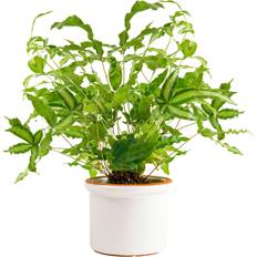 Pots, Plants & Cultivation GardenersDream Pteris Albolineata 12cm Plant 25-35cm