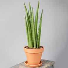 Pots, Plants & Cultivation GardenersDream Sansevieria Cylindrica 12 cm V2