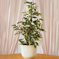 Pots, Plants & Cultivation GardenersDream Ficus Benjamina Starlight 12 cm V2