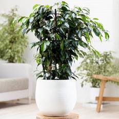 Pots, Plants & Cultivation GardenersDream Ficus Benjamina Danielle Weeping Fig 30-40 cm