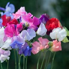 August Seeds Thompson & Morgan Sweet Pea Old Fashioned Ladies 1 Seed Packet 20 Seeds