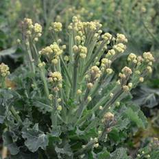 Thompson & Morgan Broccoli Burbank F1 Hybrid 1 Seed Packet 25 Seeds