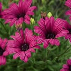 Thompson & Morgan Osteospermum Hardy Tresco Purple 9 cm Pink