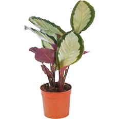 GardenersDream Calathea Picturata 12 cm