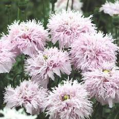 Flower Seeds on sale Thompson & Morgan Poppy Lilac Pompom 1 Seed Packet 900 Seeds