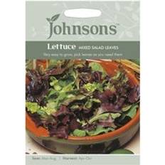 Mixed Salad Leaves Seeds