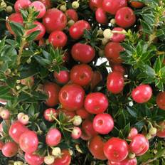 Ornamental Shrubs GardenersDream Dream Pernettya Red Garden Shrub 10.5 cm
